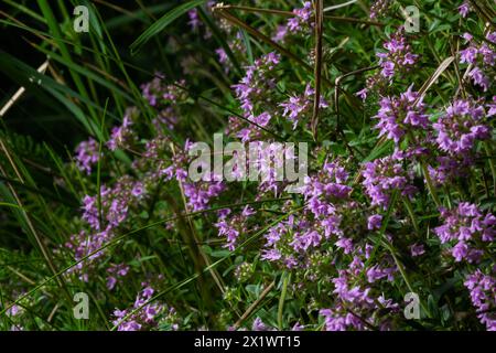 Blühender Duft Thymus serpyllum, Breckland Wildthymian, Kriechthymian oder Elfinthymian Nahaufnahme, Makrofoto. Wunderschönes Essen und Heilpflanze i Stockfoto