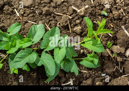 Convolvulus arvensis wächst und blüht auf dem Feld. Stockfoto