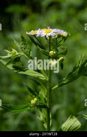 Philadelphia Berufkraut, Erigeron Philadelphicus der Familie Asteraceae. Stockfoto