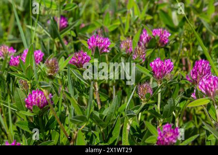 Dunkelrosa Blume. Rotklee oder Trifolium pratense-Blüte, Nahaufnahme. Lila Wiesen-Trefoil-Blüte mit abwechselnden, drei Flügelblättern. Wilde C. Stockfoto