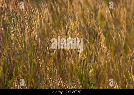 Die Pflanze Bromus sterilis, anysantha sterilis oder unfruchtbarer Brom gehört zur Familie der Poaceae zum Zeitpunkt der Blüte. Wilde Getreidepflanze Bromus steril Stockfoto