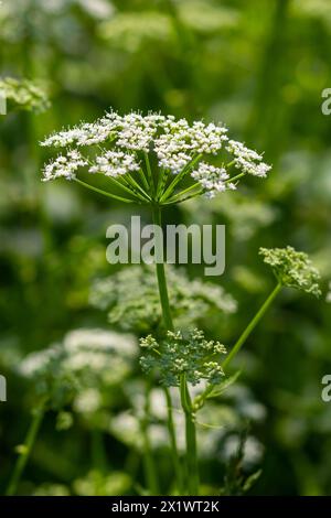 Blick auf eine weißblütige Wiese von Aegopodium podagraria L. aus der Familie der Apiales, gemeinhin als Erdenälteste, Grünland, Bischof, Unkraut bezeichnet, Stockfoto