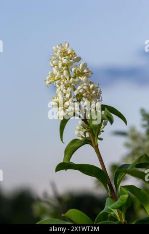 Blühendes europäisches Privet oder Ligustrum vulgare mit weißen Blumen und grünem Laub. Stockfoto
