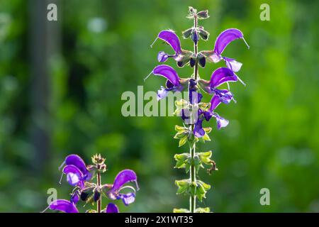 Salvia pratensis, die Wiesenklarre oder Wiesensalbei, ist eine Blütenpflanzenart der Familie Lamiaceae, die in Europa, Westasien und Norther heimisch ist Stockfoto