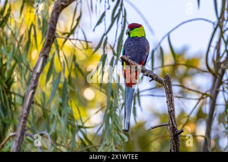 Rothügelpapageien Purpureicephalus spurius in den Perth Hills in der Abenddämmerung, Western Australia. Stockfoto