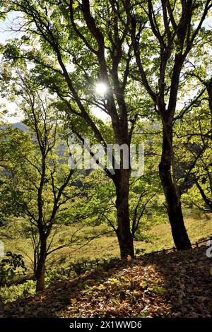 Wald in der Nähe der Eremitage von Camaldoli. Poppi. Toskana. Italien Stockfoto