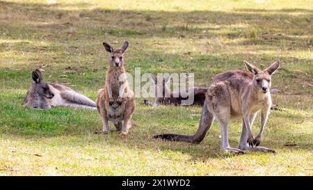 Macropus giganteus, das größte Beuteltier in Tasmanien, Australien. Stockfoto