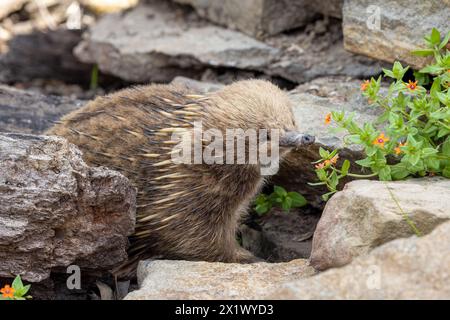 Eine Schnabelechidna, Tachyglossus aculeatu, auch bekannt als Ameisenbär. Das ist ein Ei liegendes Säugetier oder Monotreme. Stockfoto