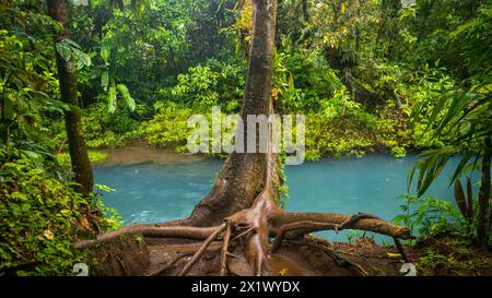Blauer Fluss, der durch den Regenwald fließt, Dschungel am Ufer des Rio Celeste in Costa Rica, Landschaft Stockfoto