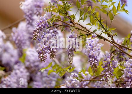 Schön blühende Glyzinien traditionelle japanische Blume Lila Blumen auf Hintergrund grüne Blätter Frühling floraler Hintergrund. Schöner Baum mit Frag Stockfoto