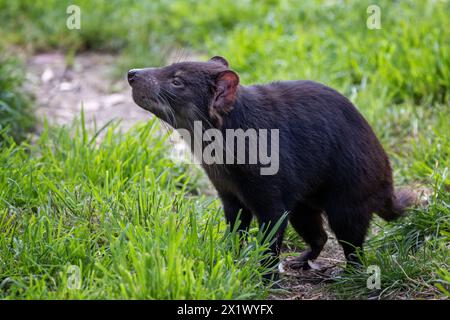 Tasmanischer Teufel, Sarcophilus harrisii, das größte fleischfressende Beuteltier und eine gefährdete Art, die nur in Tasmanien und New South Wales, Australien, zu finden ist Stockfoto