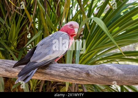 Eolophus roseicapilla, auch bekannt als rosa und graue oder rosarote Kakadu. Ein Papagei, der in Australien endemisch ist. Stockfoto