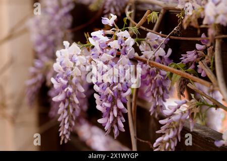 Schön blühende Glyzinien traditionelle japanische Blume Lila Blumen auf Hintergrund grüne Blätter Frühling floraler Hintergrund. Schöner Baum mit Frag Stockfoto