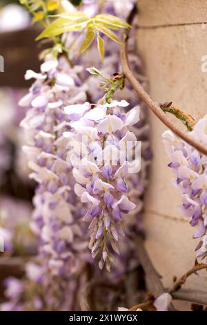 Schön blühende Glyzinien traditionelle japanische Blume Lila Blumen auf Hintergrund grüne Blätter Frühling floraler Hintergrund. Schöner Baum mit Frag Stockfoto