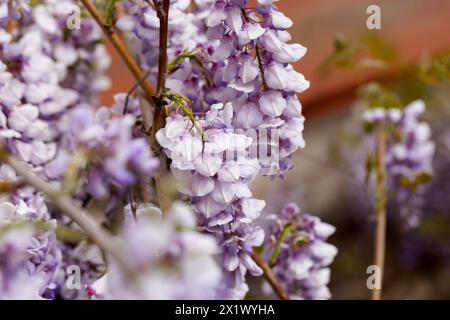 Schön blühende Glyzinien traditionelle japanische Blume Lila Blumen auf Hintergrund grüne Blätter Frühling floraler Hintergrund. Schöner Baum mit Frag Stockfoto