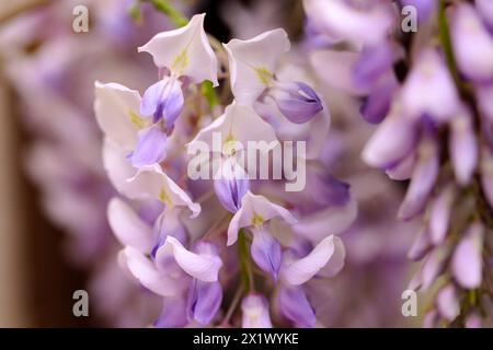 Schön blühende Glyzinien traditionelle japanische Blume Lila Blumen auf Hintergrund grüne Blätter Frühling floraler Hintergrund. Schöner Baum mit Frag Stockfoto