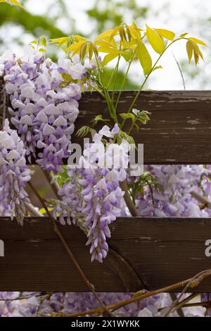 Schön blühende Glyzinien traditionelle japanische Blume Lila Blumen auf Hintergrund grüne Blätter Frühling floraler Hintergrund. Schöner Baum mit Frag Stockfoto