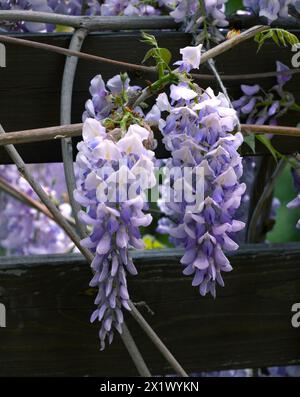 Schön blühende Glyzinien traditionelle japanische Blume Lila Blumen auf Hintergrund grüne Blätter Frühling floraler Hintergrund. Schöner Baum mit Frag Stockfoto