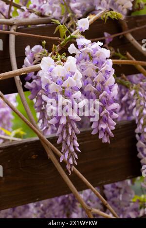 Schön blühende Glyzinien traditionelle japanische Blume Lila Blumen auf Hintergrund grüne Blätter Frühling floraler Hintergrund. Schöner Baum mit Frag Stockfoto