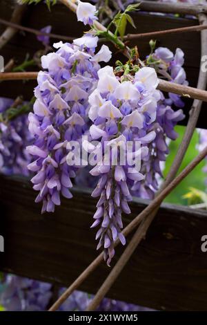 Schön blühende Glyzinien traditionelle japanische Blume Lila Blumen auf Hintergrund grüne Blätter Frühling floraler Hintergrund. Schöner Baum mit Frag Stockfoto