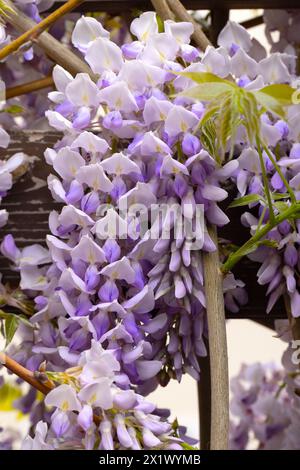 Schön blühende Glyzinien traditionelle japanische Blume Lila Blumen auf Hintergrund grüne Blätter Frühling floraler Hintergrund. Schöner Baum mit Frag Stockfoto