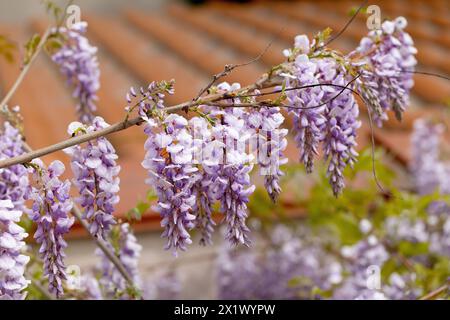 Schön blühende Glyzinien traditionelle japanische Blume Lila Blumen auf Hintergrund grüne Blätter Frühling floraler Hintergrund. Schöner Baum mit Frag Stockfoto