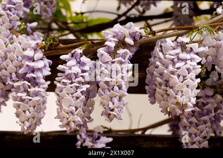 Schön blühende Glyzinien traditionelle japanische Blume Lila Blumen auf Hintergrund grüne Blätter Frühling floraler Hintergrund. Schöner Baum mit Frag Stockfoto