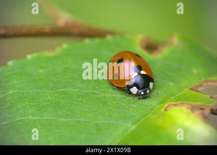 Nahaufnahme eines Marienkäfers (Coccinella septempunctata), der auf einem Blatt sitzt, Makro, Insektenfotografie, Natur, Biodiversität Stockfoto