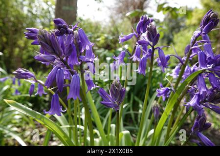 Spring UK, Group of Bluebells Stockfoto