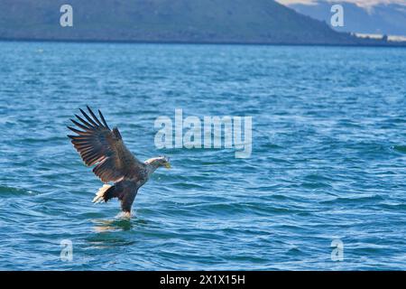 Seeadler jagen Fische an der schottischen Küste Stockfoto