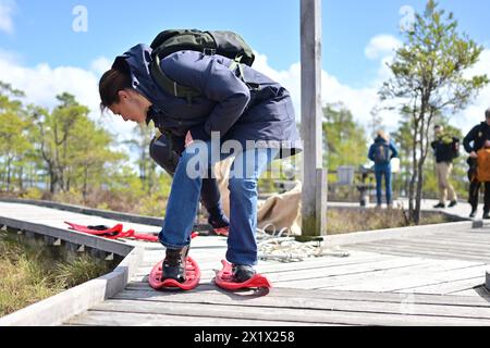 Kronprinzessin Victoria von Schweden trägt Schneeschuhe, wenn sie am 18. April 2024 den Store Mosse National Park in Varnamo, Schweden besucht. Foto: Björn Larsson Rosvall/TT/Code 9200 Credit: TT News Agency/Alamy Live News Stockfoto