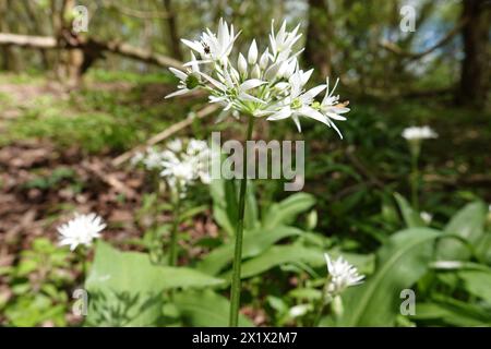 Frühling Großbritannien, Wild Knoblauch Flowers Stockfoto