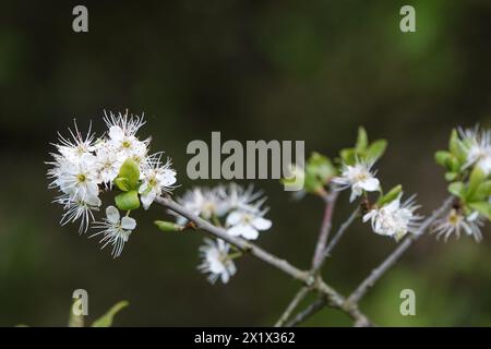 Spring UK, Blackthorn Blossom Stockfoto