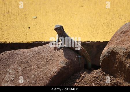 Endemische Eidechse Bonaire Peitschenschwanz (Cnemidophorus ruthveni) mit gelbem Hintergrund, Bonaire, Karibik Niederlande Stockfoto