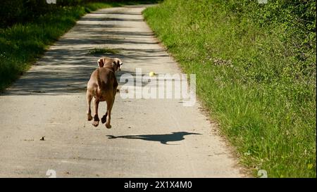 weimaranerhund jagt im Frühling draußen einen Ball Stockfoto