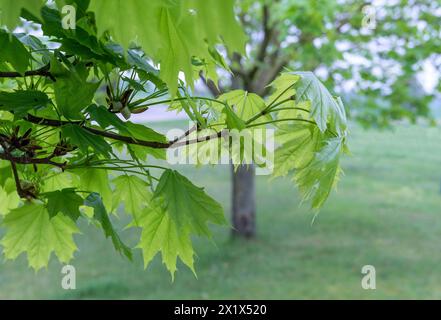 Nahaufnahme des Ahornbaums im Frühling Stockfoto