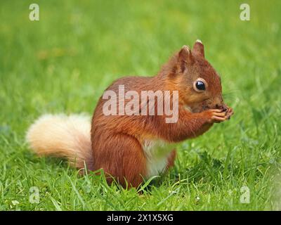 Nahaufnahme eines niedlichen jungen roten Eichhörnchen-Sets (Sciuris vulgaris) mit weißen Ohrspitzen, Schwanz und langen Barthaaren in Cumbria, England, Großbritannien Stockfoto