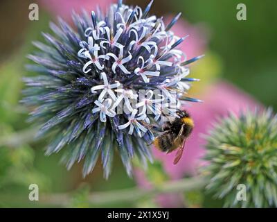 Flug der Hummel (poss Bombus pratorum), die sich an kugelförmigen, blauen Mischblumen von Echinops in Cumbria, England, Großbritannien ernährt Stockfoto