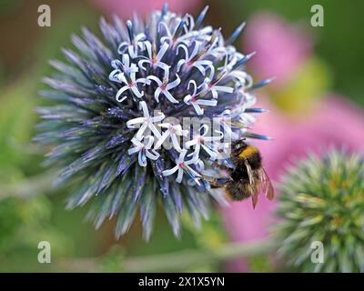 Flug der Hummel (poss Bombus pratorum), die sich an kugelförmigen, blauen Mischblumen von Echinops in Cumbria, England, Großbritannien ernährt Stockfoto