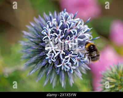 Flug der Hummel (poss Bombus pratorum), die sich an kugelförmigen, blauen Mischblumen von Echinops in Cumbria, England, Großbritannien ernährt Stockfoto