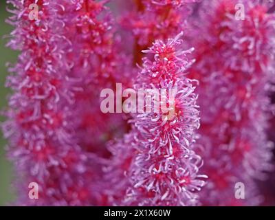 Massierte lila und rosa Blüten des gärtnerischen False Buck's Bart (Astilbe japonica) im Garten Cumbria, England, Großbritannien Stockfoto