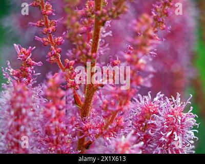 Massierte lila und rosa Blüten des gärtnerischen False Buck's Bart (Astilbe japonica) im Garten Cumbria, England, Großbritannien Stockfoto