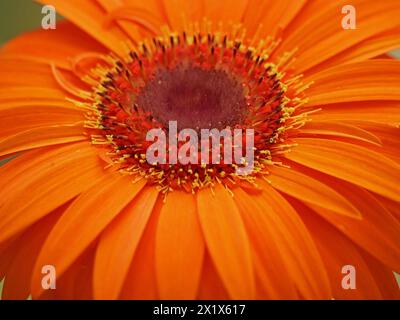 Detail des Zentrums der exotischen, feurig-orange roten Dahlienblüte mit strahlenden Blütenblättern und gelben Antheren in Cumbria, England, Großbritannien Stockfoto