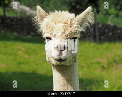 Kopf auf Porträt eines flauschigen weißen Alpakas (Lama pacos - Vicugna pacos) mit haarigen Ohren und neugierigem Ausdruck Cumbria, England, Großbritannien Stockfoto