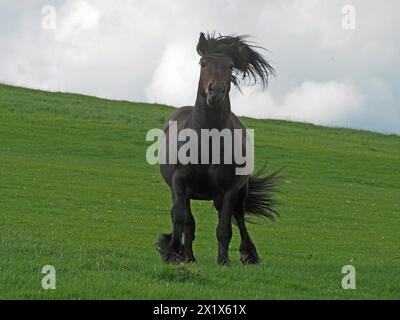 Dramatisches schwarzes Pferd mit fließender Mähne und Schwanz galoppiert in grünem grasbewachsenem Feld vor grau bewölkter Skyline auf die Kamera zu - Cumbria, England, Großbritannien Stockfoto