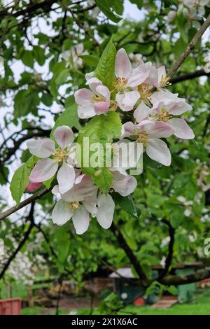 Oberirsen Themenfoto: Natur, Fruehjahr, Obst, Apfel, Apfelbluete, 18.04.2024 Nahaufnahme bluehender Apfelbaeume und Ihre Blueten Themenfoto: Natur, Fruehjahr, Obst, Apfel, Apfelbluete, 18.04.2024 *** Oberirsen Thema Foto Natur, Frühling, Obst, Apfel, Apfelblüte, 18 04 2024 Nahaufnahme blühender Apfelbäume und ihrer Blüten Thema Foto Natur, Frühling, Obst, Apfel, Apfelblüte, 18 04 2024 Copyright: xAugstx/xEibner-Pressefotox EP jat Stockfoto