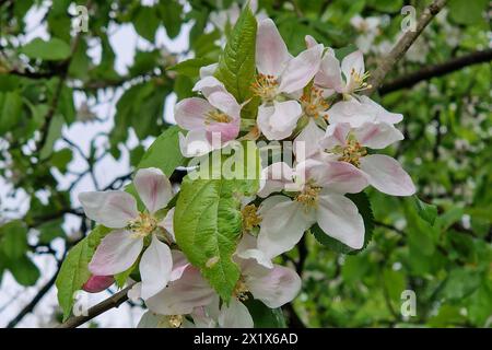 Oberirsen Themenfoto: Natur, Fruehjahr, Obst, Apfel, Apfelbluete, 18.04.2024 Nahaufnahme bluehender Apfelbaeume und Ihre Blueten Themenfoto: Natur, Fruehjahr, Obst, Apfel, Apfelbluete, 18.04.2024 *** Oberirsen Thema Foto Natur, Frühling, Obst, Apfel, Apfelblüte, 18 04 2024 Nahaufnahme blühender Apfelbäume und ihrer Blüten Thema Foto Natur, Frühling, Obst, Apfel, Apfelblüte, 18 04 2024 Copyright: xAugstx/xEibner-Pressefotox EP jat Stockfoto