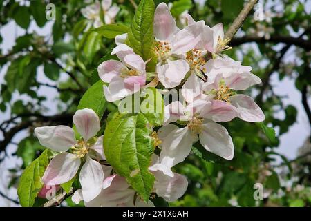 Oberirsen Themenfoto: Natur, Fruehjahr, Obst, Apfel, Apfelbluete, 18.04.2024 Nahaufnahme bluehender Apfelbaeume und Ihre Blueten Themenfoto: Natur, Fruehjahr, Obst, Apfel, Apfelbluete, 18.04.2024 *** Oberirsen Thema Foto Natur, Frühling, Obst, Apfel, Apfelblüte, 18 04 2024 Nahaufnahme blühender Apfelbäume und ihrer Blüten Thema Foto Natur, Frühling, Obst, Apfel, Apfelblüte, 18 04 2024 Copyright: xAugstx/xEibner-Pressefotox EP jat Stockfoto