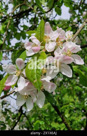 Oberirsen Themenfoto: Natur, Fruehjahr, Obst, Apfel, Apfelbluete, 18.04.2024 Nahaufnahme bluehender Apfelbaeume und Ihre Blueten Themenfoto: Natur, Fruehjahr, Obst, Apfel, Apfelbluete, 18.04.2024 *** Oberirsen Thema Foto Natur, Frühling, Obst, Apfel, Apfelblüte, 18 04 2024 Nahaufnahme blühender Apfelbäume und ihrer Blüten Thema Foto Natur, Frühling, Obst, Apfel, Apfelblüte, 18 04 2024 Copyright: xAugstx/xEibner-Pressefotox EP jat Stockfoto