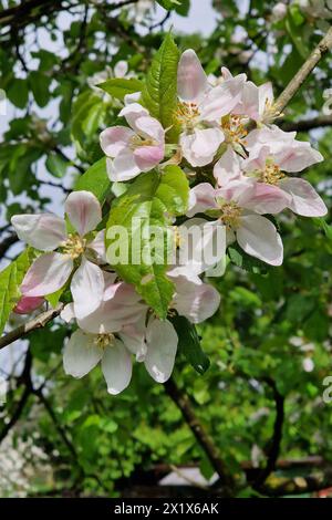 Oberirsen Themenfoto: Natur, Fruehjahr, Obst, Apfel, Apfelbluete, 18.04.2024 Nahaufnahme bluehender Apfelbaeume und Ihre Blueten Themenfoto: Natur, Fruehjahr, Obst, Apfel, Apfelbluete, 18.04.2024 *** Oberirsen Thema Foto Natur, Frühling, Obst, Apfel, Apfelblüte, 18 04 2024 Nahaufnahme blühender Apfelbäume und ihrer Blüten Thema Foto Natur, Frühling, Obst, Apfel, Apfelblüte, 18 04 2024 Copyright: xAugstx/xEibner-Pressefotox EP jat Stockfoto